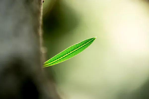 哲理性的散文，哲理性的散文有哪些（赶快充实你的智慧素材）