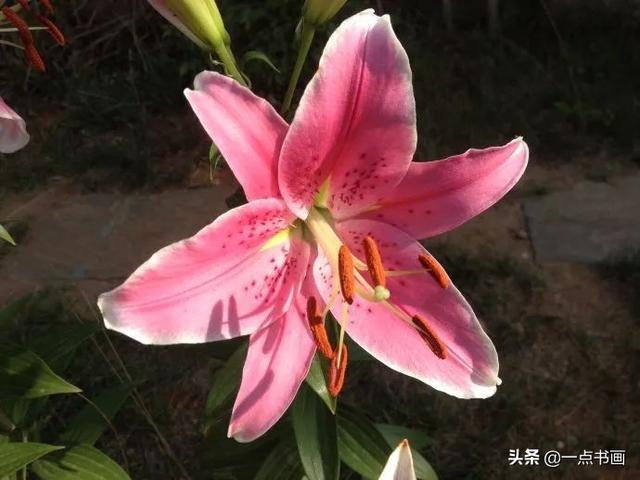 各种颜色百合花的花语和寓意，百合不同颜色的花语代表什么（百合花还分很多品种，你知道不）