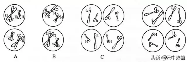 姐妹染色单体和染色单体的区别，染色体与染色单体区别图解（减数分裂与有丝分裂的比较）