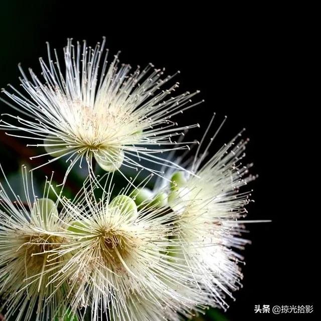 花卉图片大全及花名，常见花卉图片及名称（20种花卉的图片）