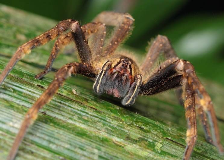 巴西游走蛛:世界最毒蜘蛛,男性被咬,还会引发持续"生理反应"