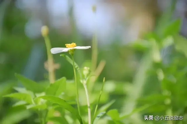 人生最高境界是平淡的安逸，日子，平淡安逸就好