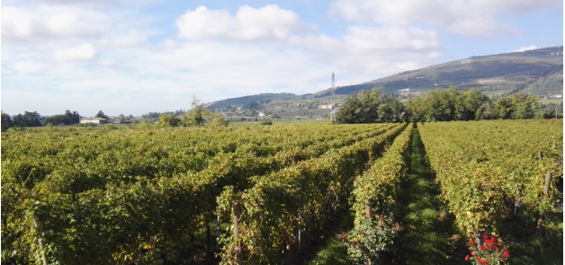 白麝香是什么味道，麝香是从哪里来的（麝香家族知多少）