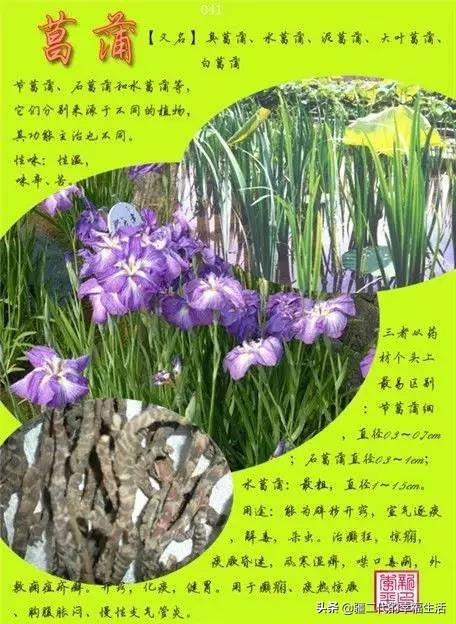 常见中草药图谱，中草药经典图谱（让你知道常用药都长啥样）