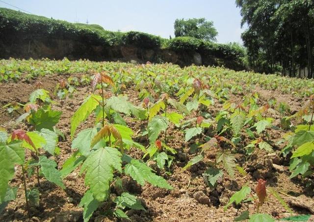 美国红枫种子种植方法，美国红枫播种育苗技术（美国红枫播种育苗和管理方法）