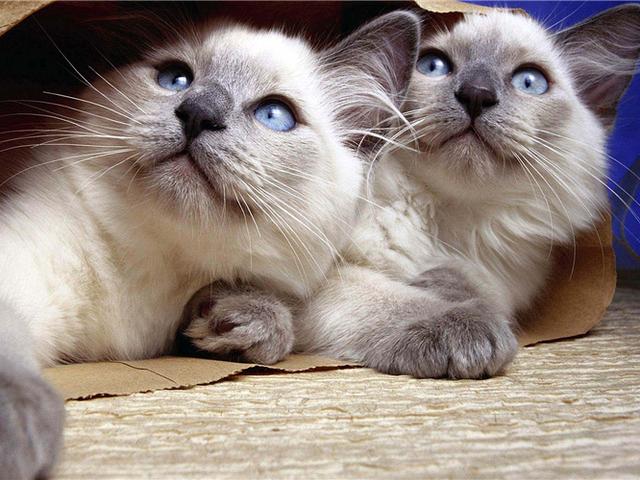 猫咪毛发颜色变黄是什么原因，气温、营养不良等原因都会导致其毛发变色