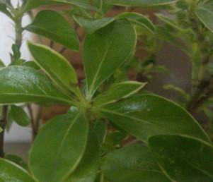 六月雪的功效与作用，“六月雪”和“六月霜”指的是哪几种植物