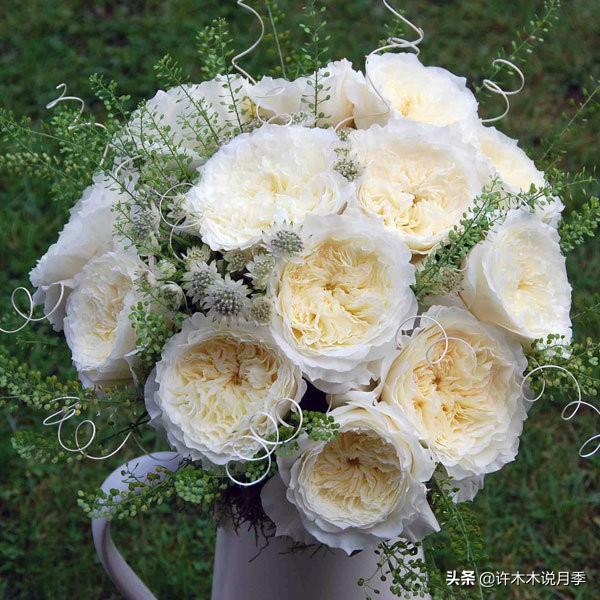 根瘤病用什么农药治,治疗根瘤病的药(月季癌症得了一个传染一大片) 根瘤病用什么农药治,治疗根瘤病的药(月季癌症得了一个传染一大片)