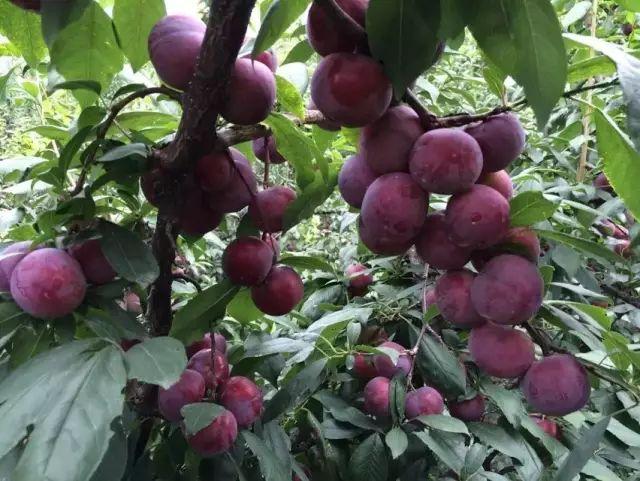 永泰旅游景点大全，永泰旅游景点大全图片（等我老了，就在永泰这样过）