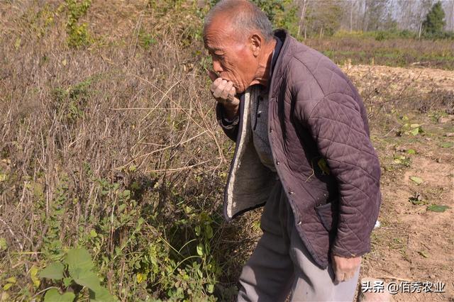 路边长的野枸杞能吃吗，河边的野生枸杞能吃吗（农村有种结红果的植物）