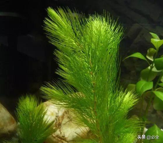 水生植物有哪些，常见的水生植物有哪些（水生植物大全）