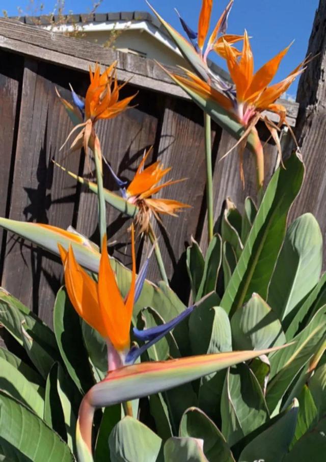 金鱼草怎么养，1种花长得像金鱼（金鱼草怎么养殖维护啊）