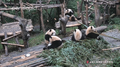 大熊猫战斗力如何，熊猫在动物中战斗力排名（教你快速判断一只熊猫的战斗力）