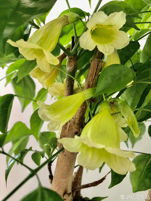 十大吉利招财的花，十大吉利招财的花树（招财寓意植物大盘点）