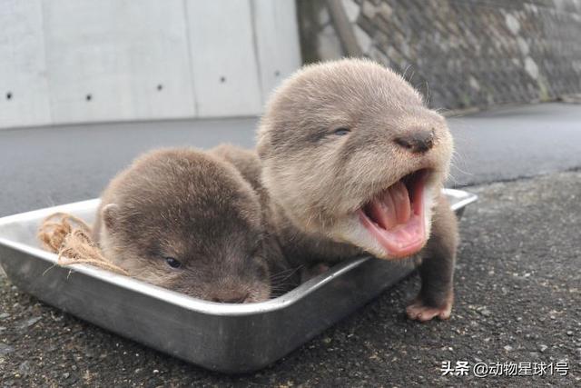 海獭和水獭的区别是什么，海獭和水獭的区别是什么意思（看看这些海獭\u0026水獭宝宝的照片）