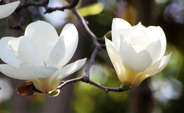 盆栽白玉花怎么养,盆栽白玉兰花的养殖方法(叶片四季常绿,开花讨喜)