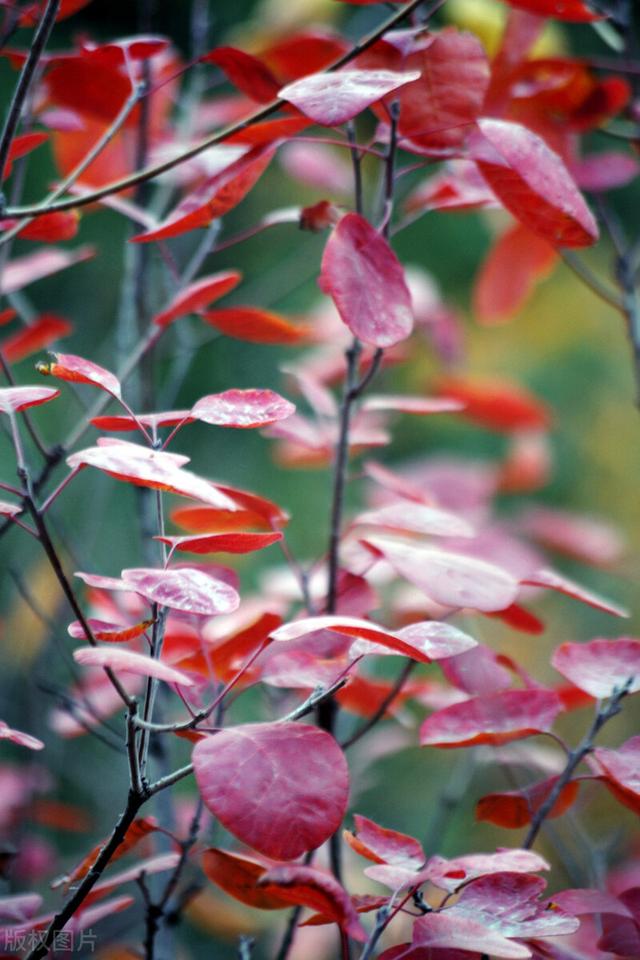 香山红叶节什么时候红及必须要知道的细节，香山红叶节什么时候开始（香山红叶什么时候最红现在最红）