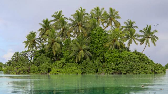 海鸟相关资料介绍，海鸟种类（海鸟的内心独白）