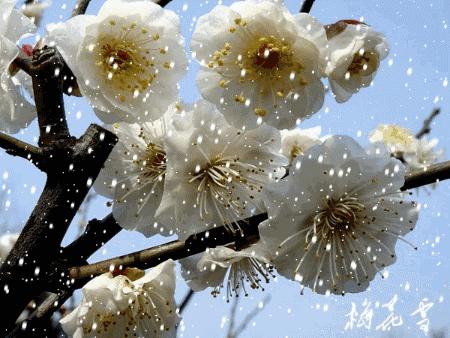 咏梅的古诗,写梅花的诗词名句(建议孩子们寒假晨读晚诵的30首咏梅诗词) 咏梅的古诗,写梅花的诗词名句(建议孩子们寒假晨读晚诵的30首咏梅诗词)