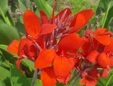 观音莲的花语，观音菩萨与莲花的寓意（守护你的小幸福）