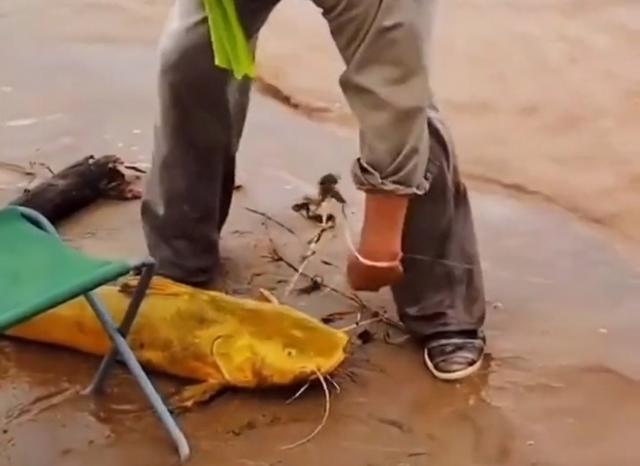 今日黄辣丁价格表，要注意些什么问题（黄河“巨型黄辣丁”被人钓起）