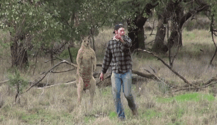 袋鼠是哪个国家的国宝，袋鼠熊在哪个国家被称为国宝（澳洲女子街遇巨型袋鼠）