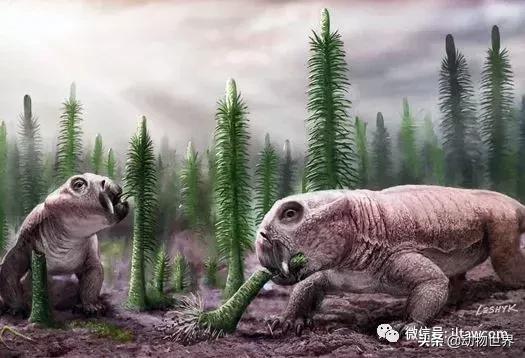 地鼠是什么动物，小巧的远古“地鼠”-双齿兽