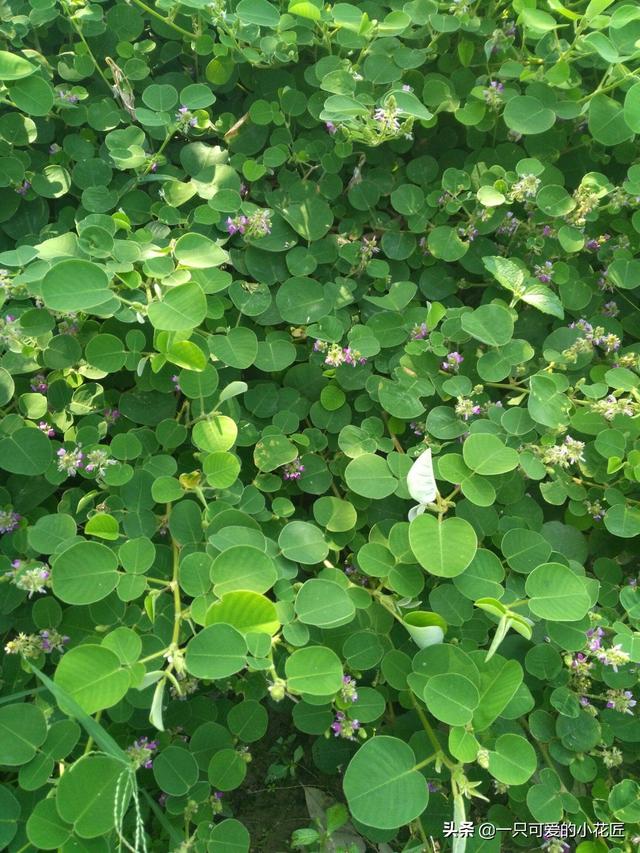 不知道大家是否认识,它还有其他的称呼叫广东金钱草,马蹄金,落地金钱
