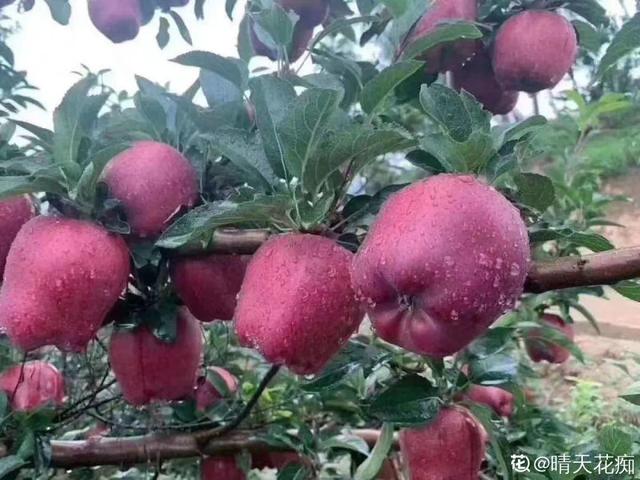 房前屋后种什么树好，在农村院前屋后必种的4种树（“5大鬼树”不要种）
