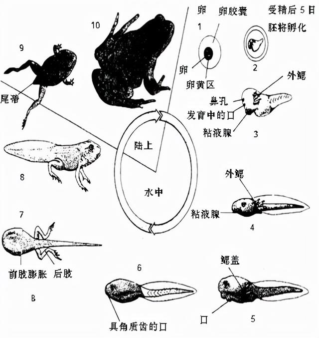 深圳4a景区海上田园，坐标深圳 亲子游记-海上田园