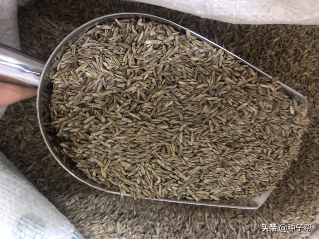 银合欢的养殖方法，银合欢的养殖方法和注意事项（才能种出高产牧草呢）