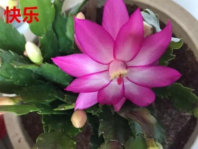 蟹爪兰图片，蟹爪兰你不知道的品种（蟹爪兰支架图片大全）