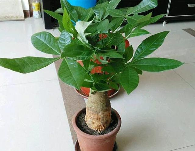 一帆风顺叶子下垂发软，一帆风顺叶子下垂发软发黄怎么办（这花天一冷就假死）