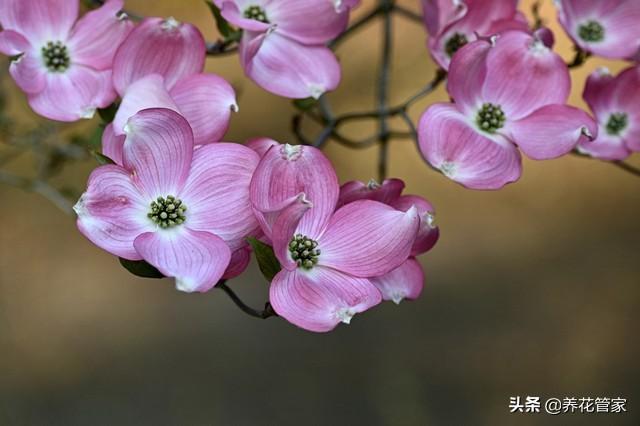 小花梾木的功效与作用，茉莉花的功效（<lai>木的四季）