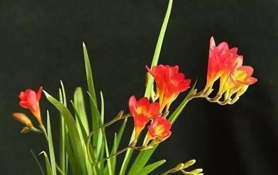 各种花的花语，各种花的花语爱情（史上最全花语大全）