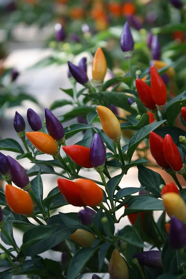 七彩椒什么时候可以种,七彩椒什么时候可以种殖(阳台种五彩椒)