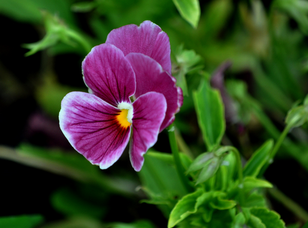 芙蓉花花语，芙蓉花花语及寓意（100种花的花语，太全了！）