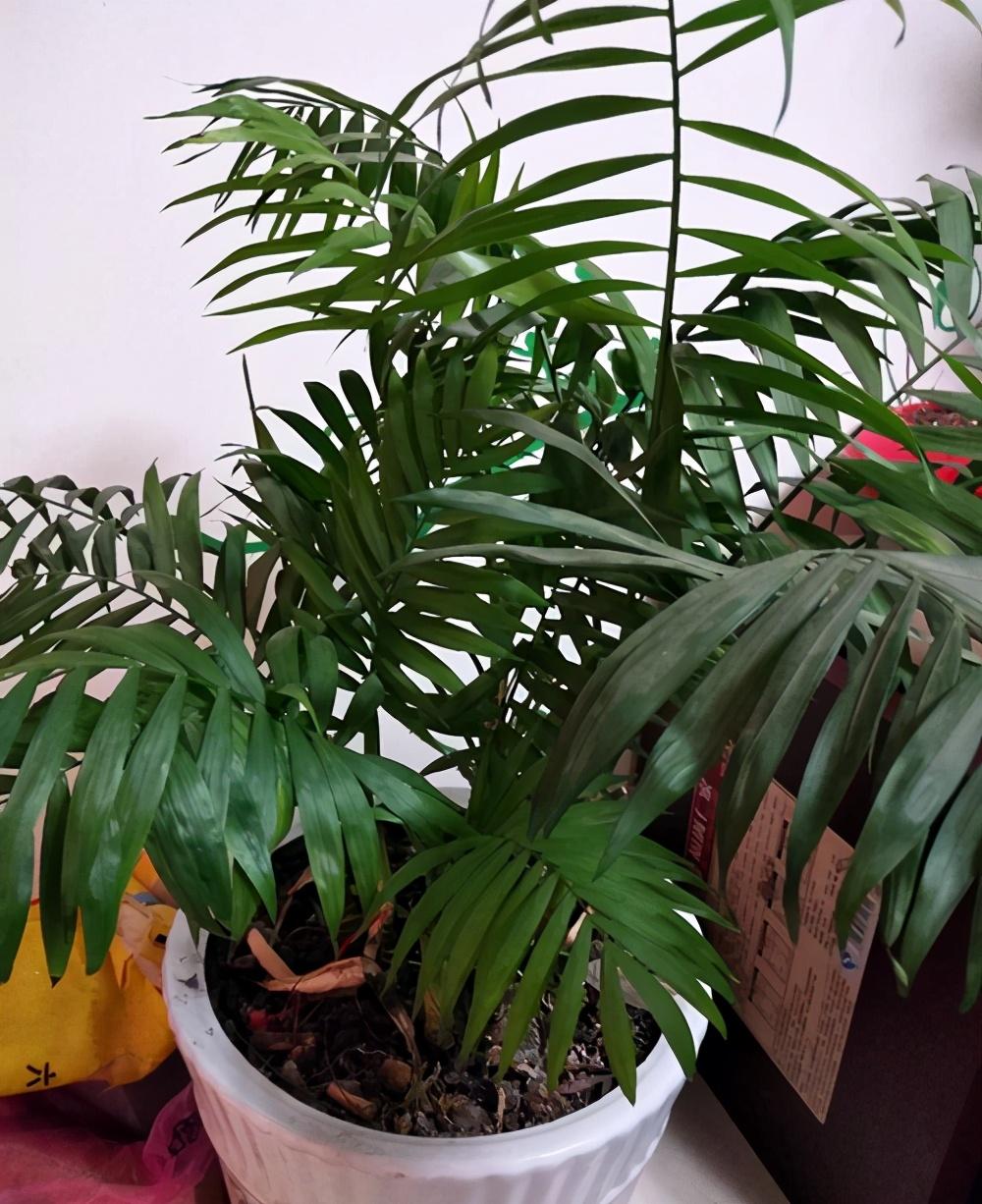 袖珍椰子，袖珍椰子绿油油的（袖珍椰子夏天多久浇一次水）