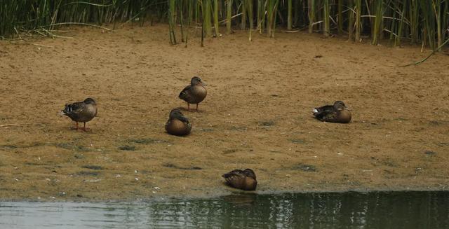 野鸭的种类有哪些，野鸭子有哪几种（TA就是野鸭中最靓的仔）