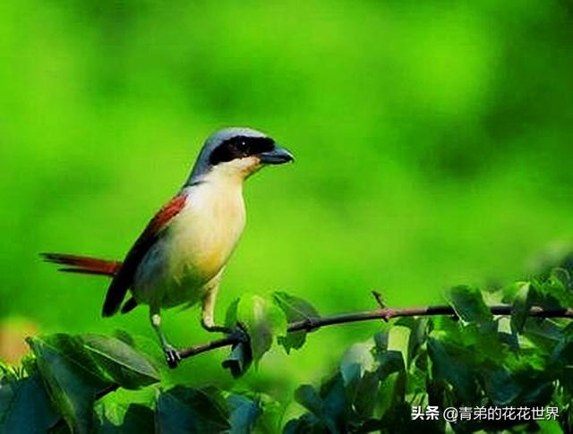 养野鸟的正确方法，强行让野鸟适应笼养环境