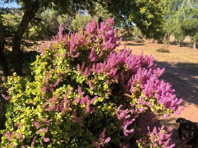 金枝玉叶植物，金枝玉叶养护（金枝玉叶养护全指南）