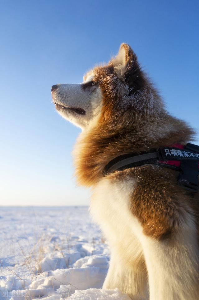 养阿拉斯加的禁忌，阿拉斯加犬为什么不建议养（阿拉斯加雪橇犬的优缺点及饲养方法并不是每个人都适合）