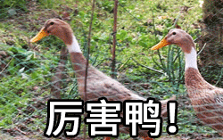 鸭肉不能和什么一起吃，鸭肉不能和什么共同食用（4种搭配：降火滋阴还养胃）
