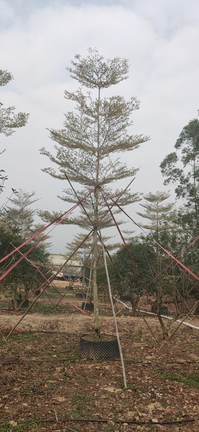 布迪椰子苗，布迪椰子树的生长温度是多少（珠三角区20年老字号）