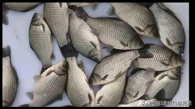 黃金鯽魚與鯽魚區別,黃金鯽魚和普通鯽魚有什麼區別(黃金鯽土鯽工程鯽