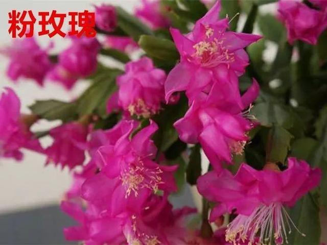 蟹爪兰图片，蟹爪兰你不知道的品种（蟹爪兰支架图片大全）