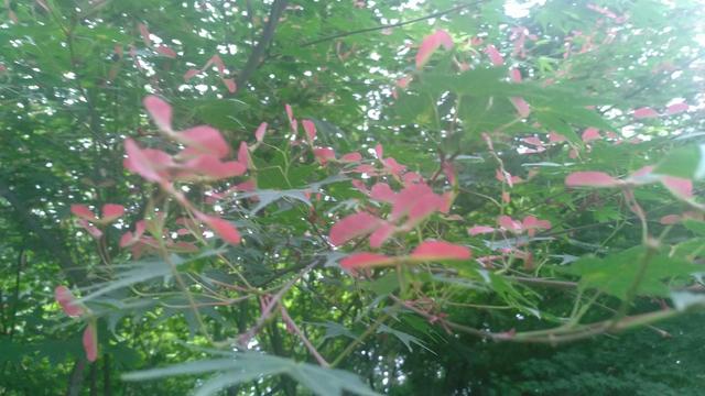 鸡爪槭，鸡爪槭果实长上翅膀（鸡爪槭树价格）