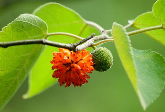 构树如何种植，构树苗种植技术（曾经人见人恨的构树）