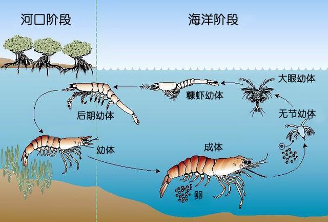 北极甜虾和普通虾的品种区别，如何鉴别对虾、罗氏虾、北极甜虾……一文解决“虾”认识