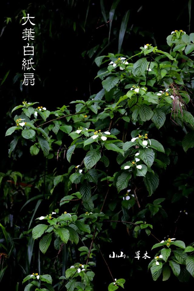 夏日里的江南山野奇花，玉叶金花白纸扇